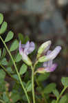 Englemann's milkvetch